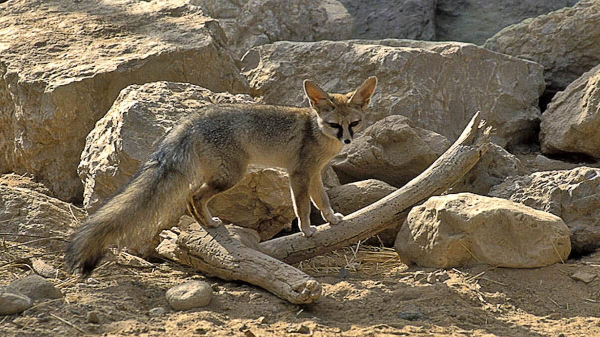 Blandford's fox.