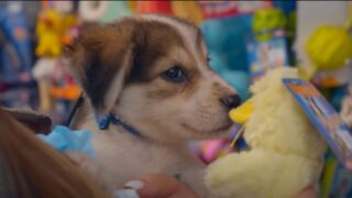 Puppy