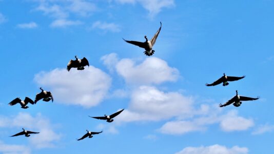 9 Amazing Birds That Can Mimic Human Speech