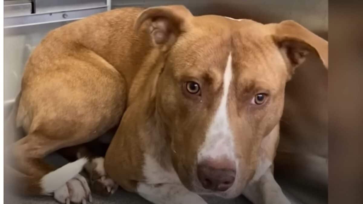 Pit Bull