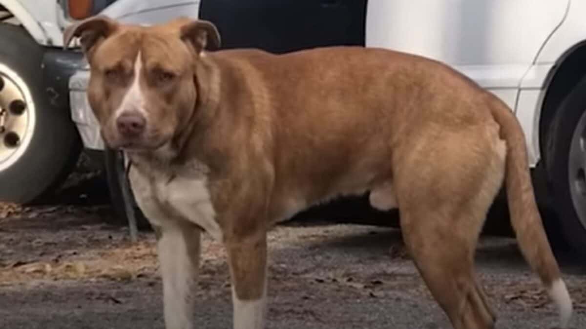 Pit Bull