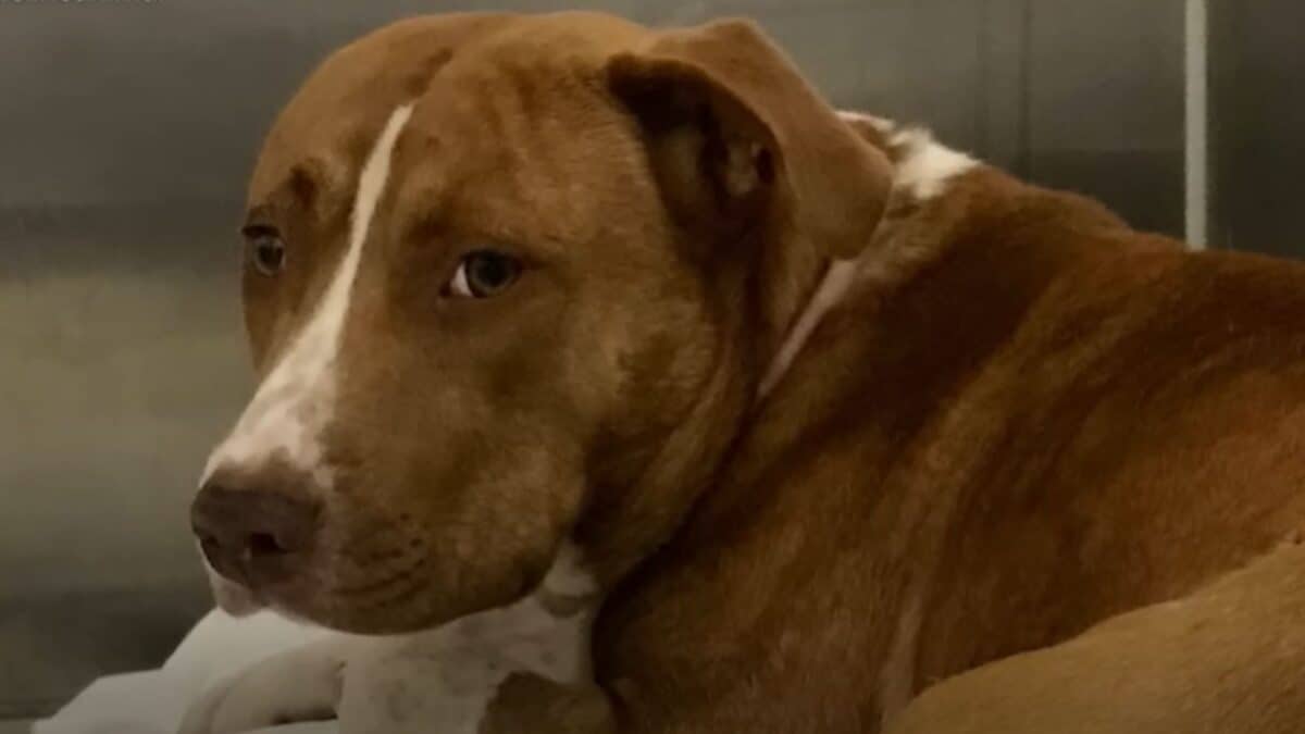 Pit Bull