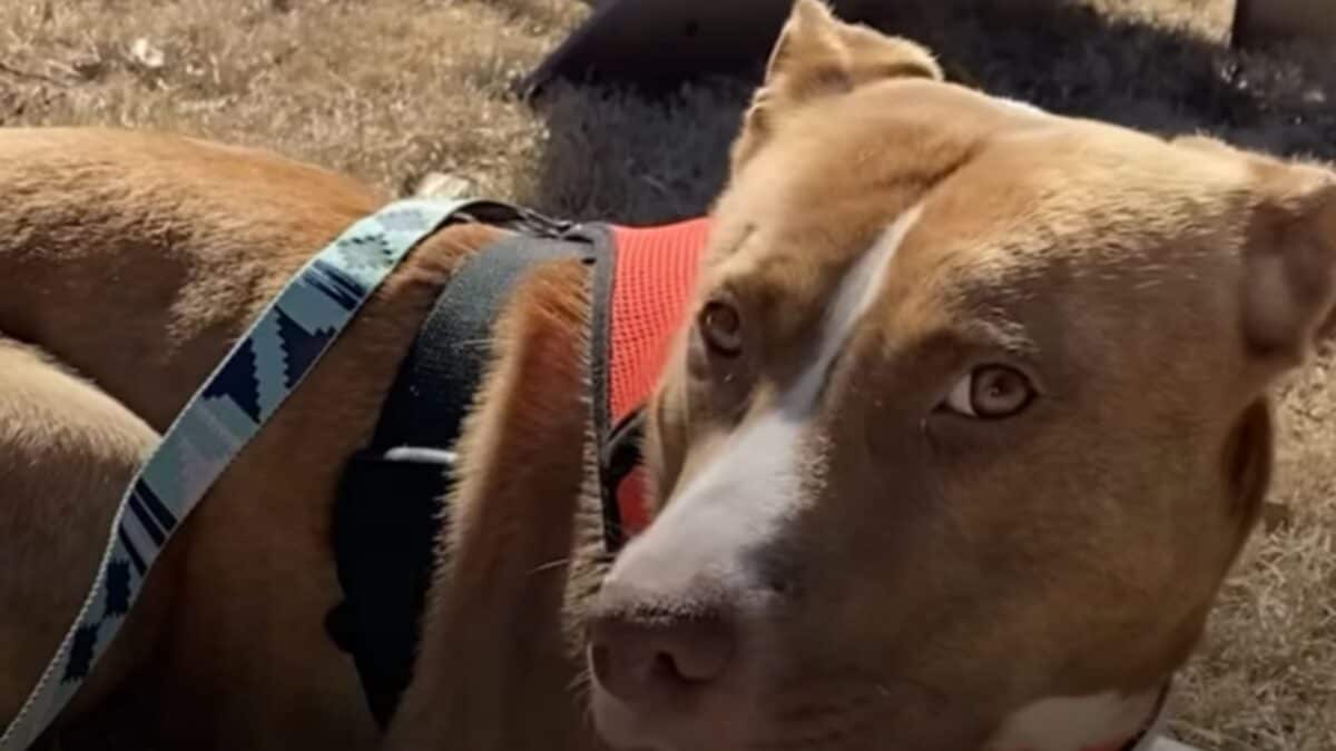 Pit Bull