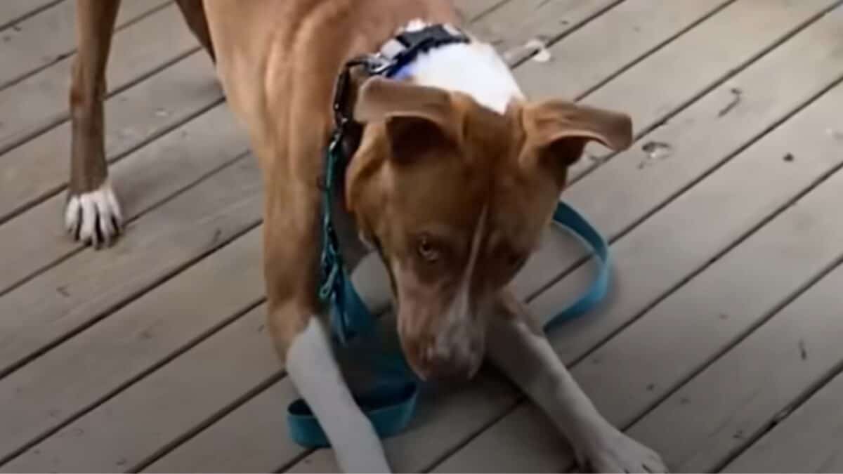 Pit Bull