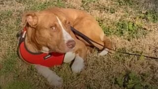 Pit Bull