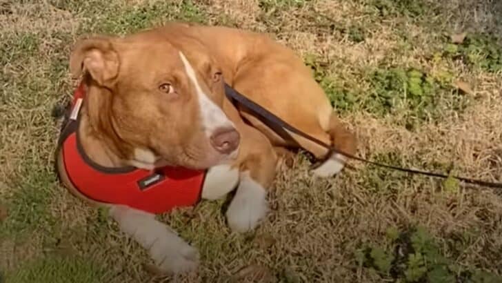 Abandoned, Feral And Frightened Pit Bull&rsquo;s Life Takes A Turn
