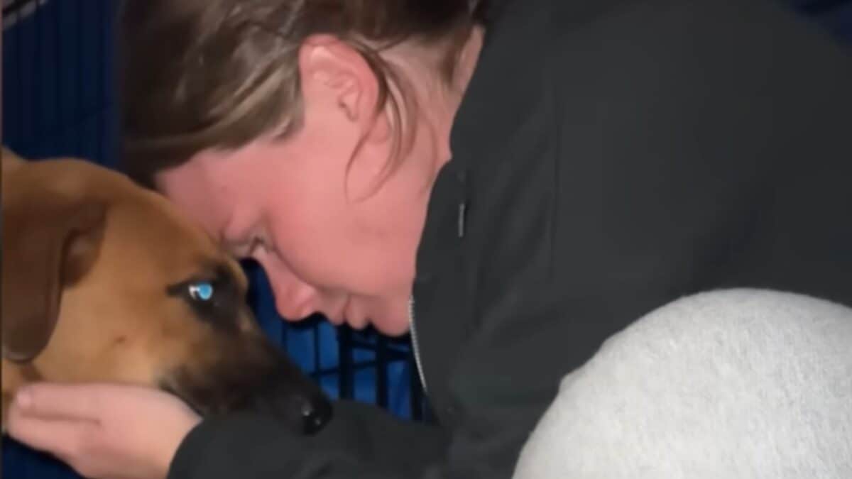 Dog
