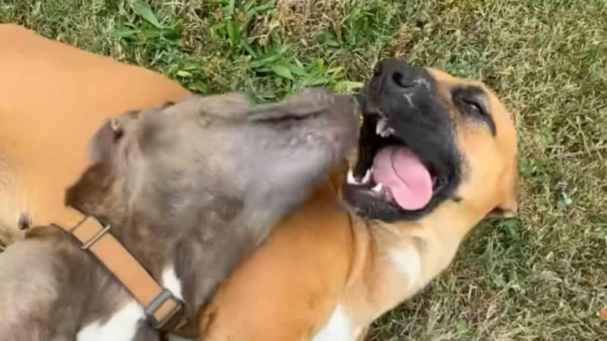 Dogs