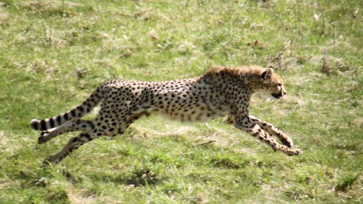 21 Most Impressive Hunters in the Animal Kingdom