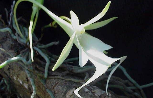 Rare Ghost Orchid Stuns Experts with First Sighting in Over a Decade
