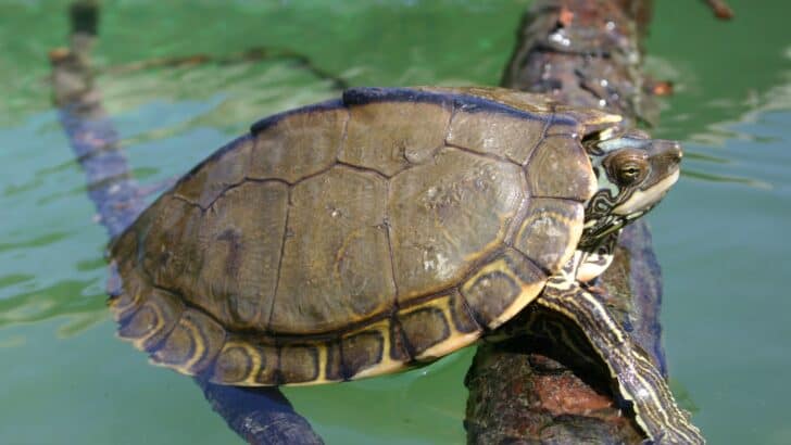 This Turtle Can Breathe Through Its Butt