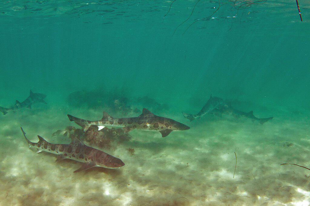 Shark interaction