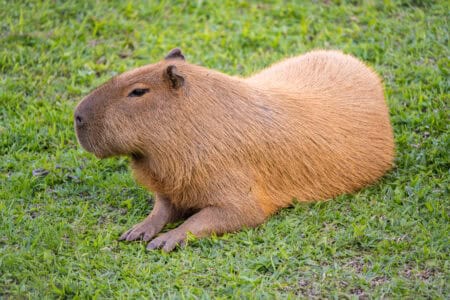 Escaped Zoo Capybara Spotted Having the Time of Her Life in English Fields