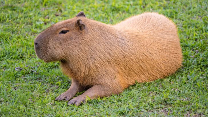 Escaped Zoo Capybara Spotted Having the Time of Her Life in English Fields