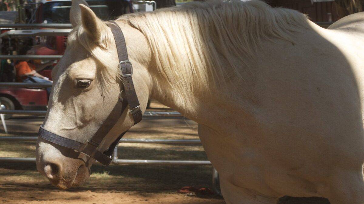 Rare American cream draft horse.