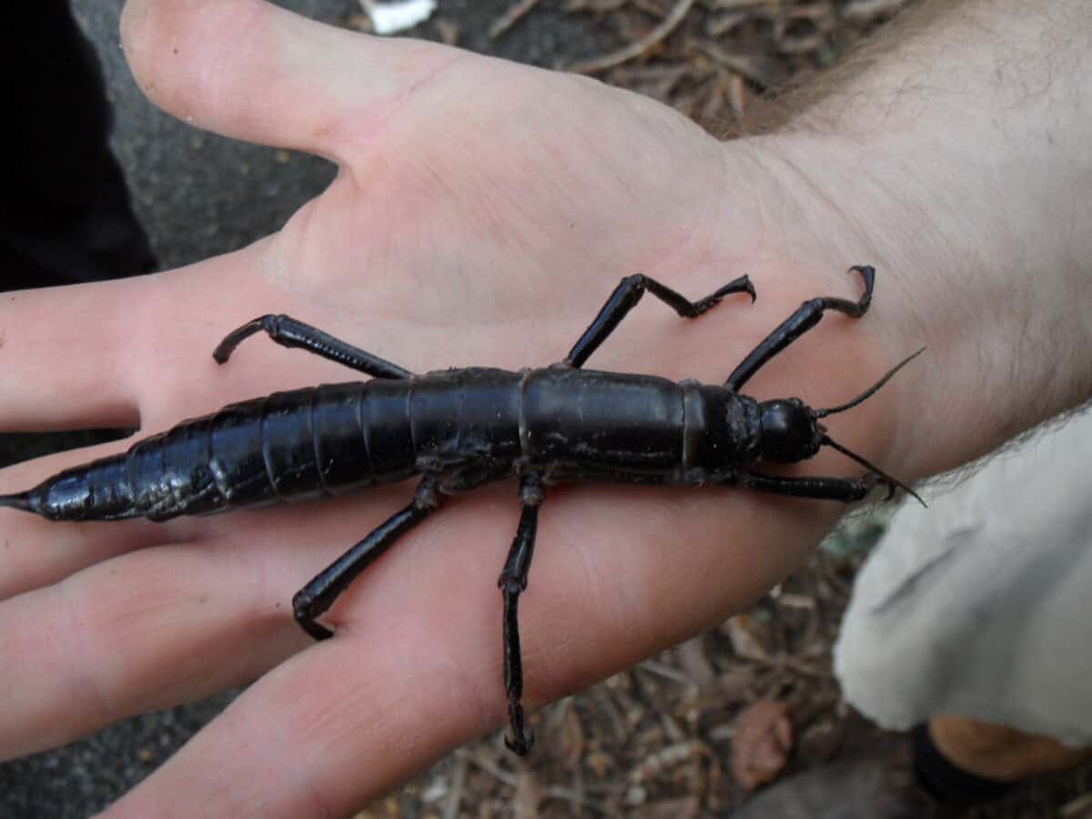 Lord Howe Island Stick Insect. 