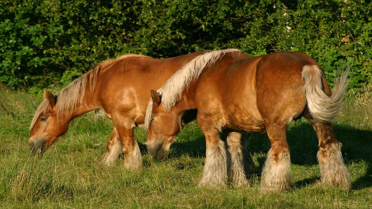 Two Jutland horses.