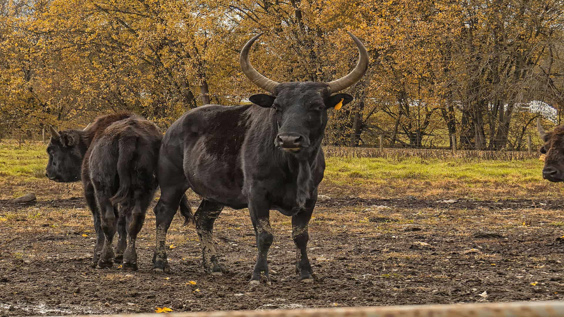 Beefalo mother who is 1/2 cow 1/2 buffalo, and her son who is 3/4 buffalo and 1/4 cow.