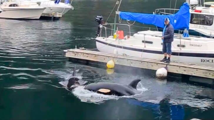 Orca Family Delights Father and Son with Once-in-a-Lifetime Visit to North Vancouver Marina