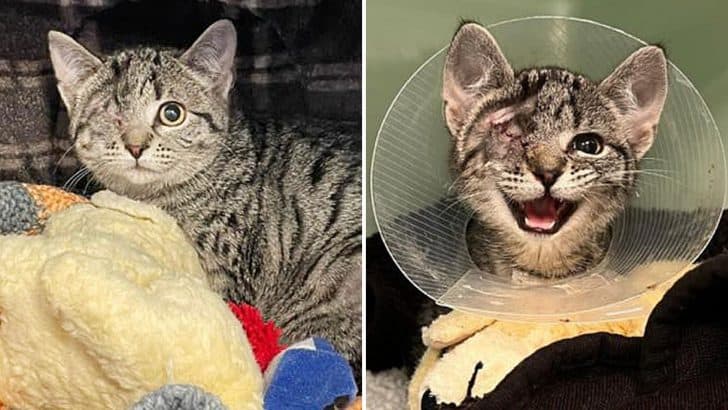 Tiny One-Eyed Kitten with a Big Heart Learns to Trust Again