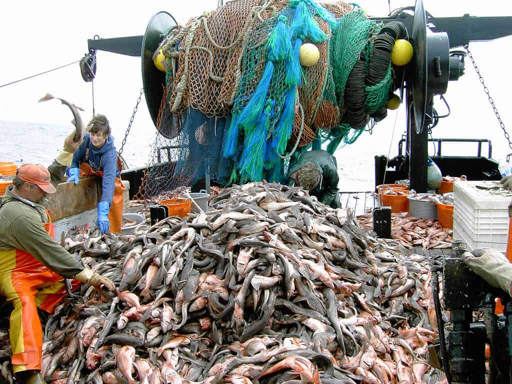Overfishing