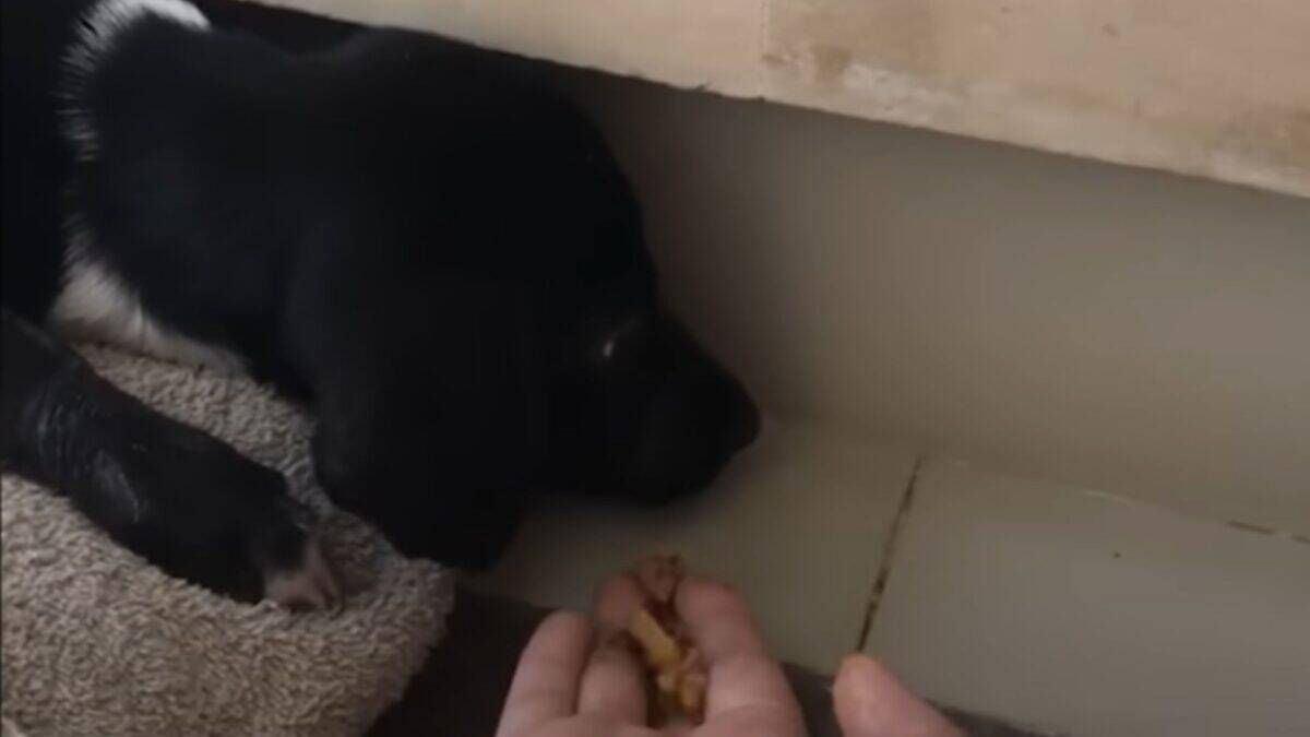 Puppy