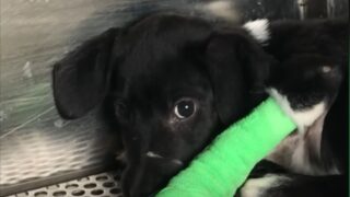 Puppy