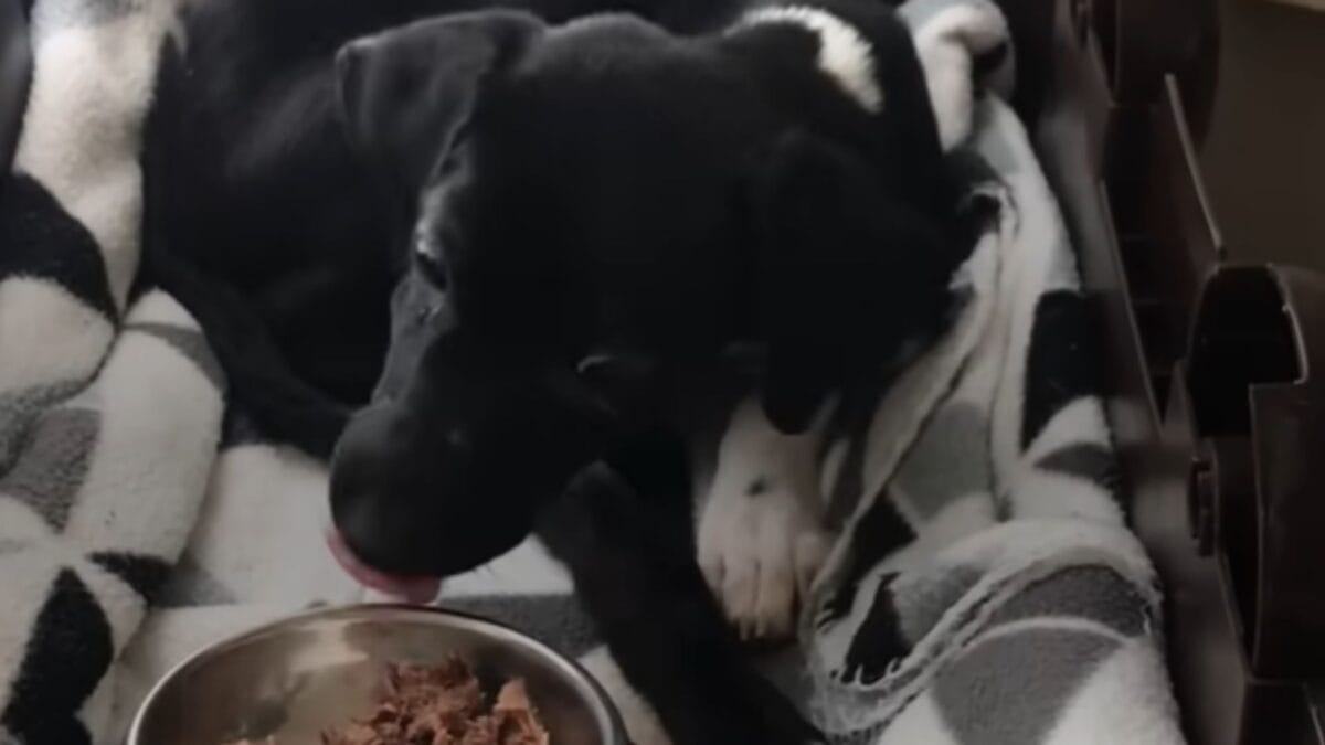 Puppy
