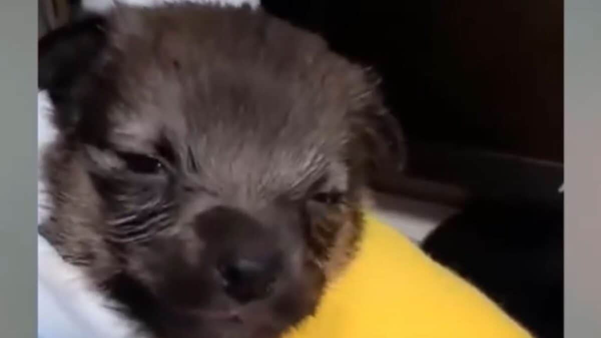Puppy