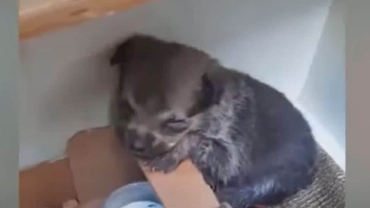 Puppy