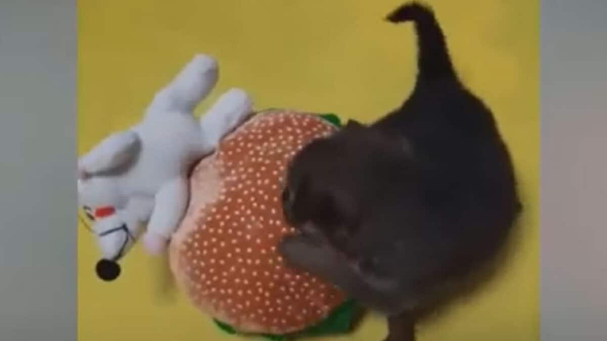 Puppy
