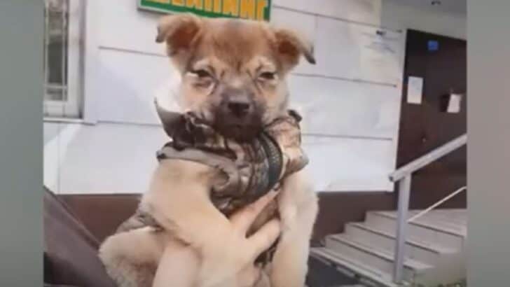 Tiny Puppy Abandoned In A Box On The Side Of The Street Saved