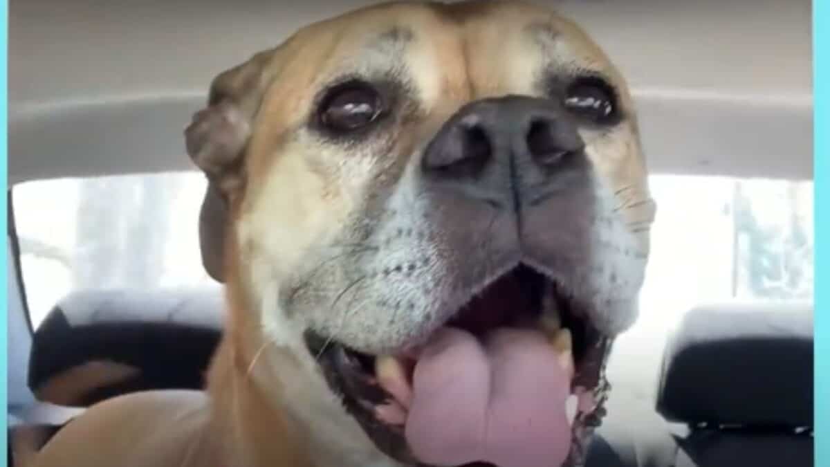 Dog