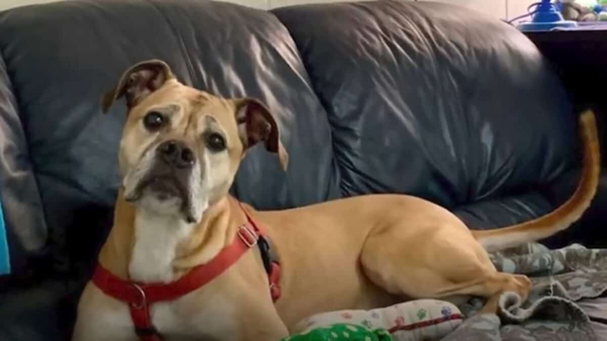 Dog