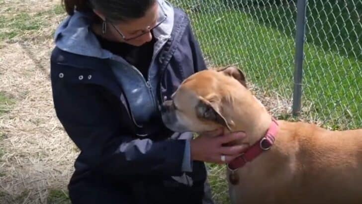 Multiple Returns To The Shelter Leads To A Dramatic Change For Ex-Stray Dog Inga