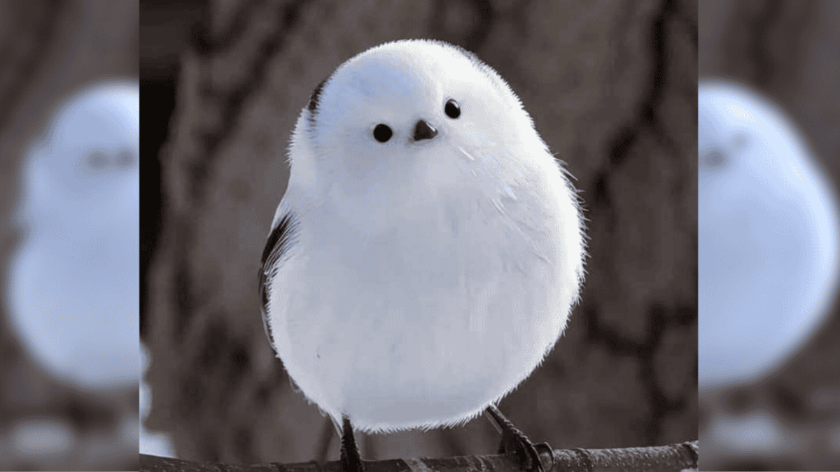 Japanese Snow Fairy