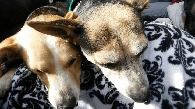 Heartbroken Abandoned Dogs Wait Two Weeks on the Street for Their Owner, Only to Finally Find a Loving Forever Home