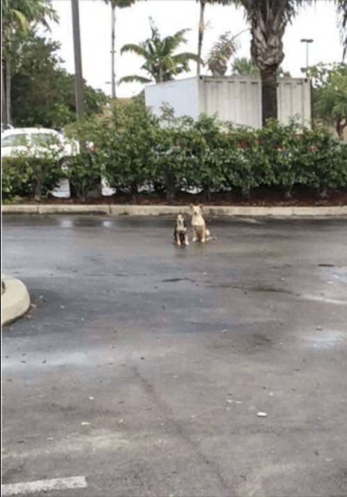 Heartbroken Abandoned Dogs Wait Two Weeks on the Street for Their Owner, Only to Finally Find a Loving Forever Home