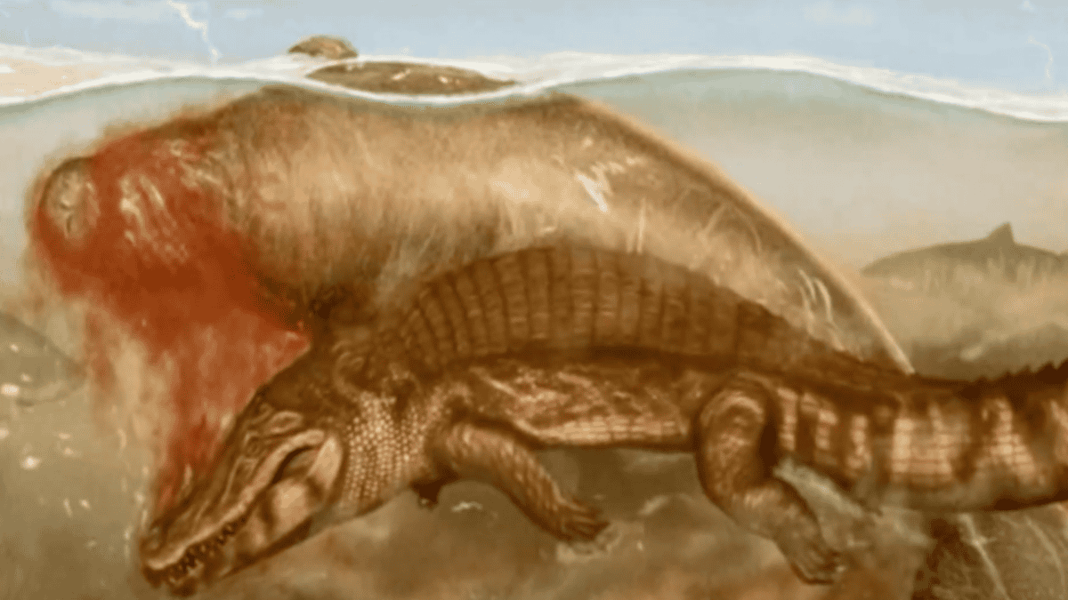 Drawing of crocodile feeding on sea cow.