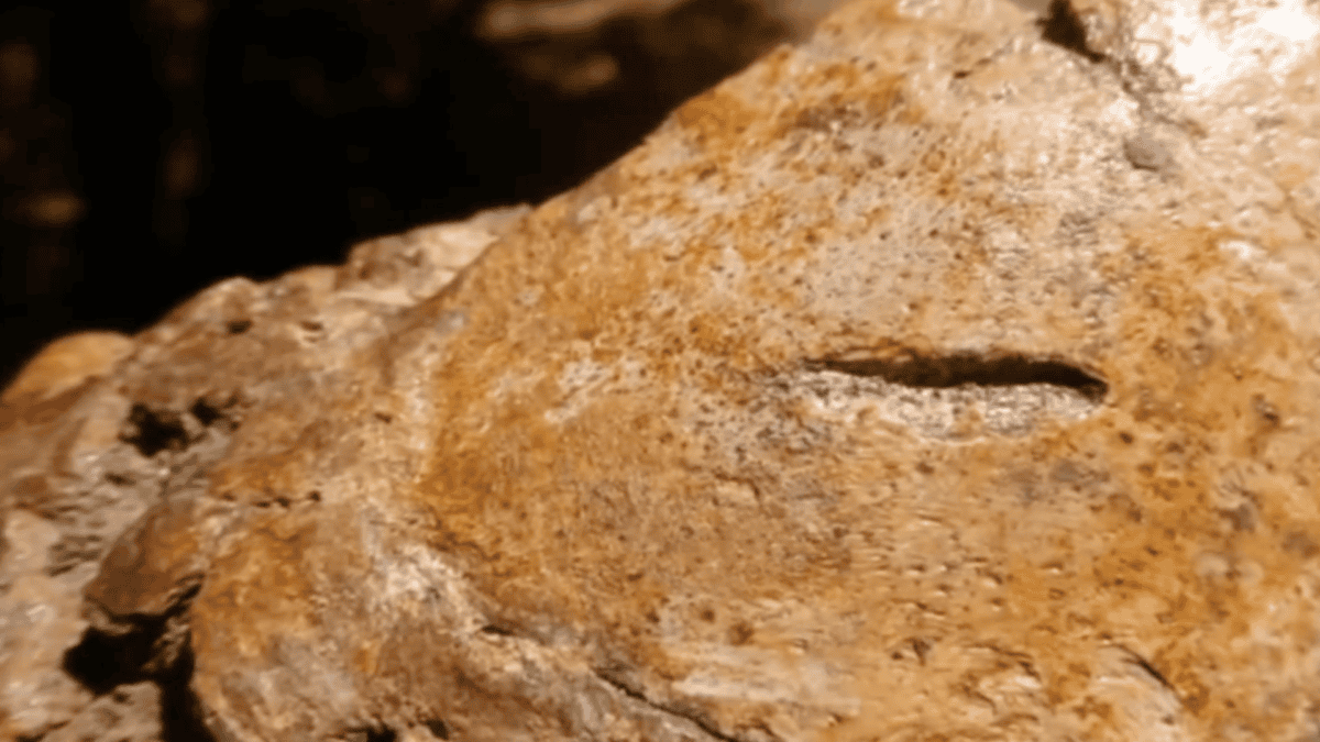 Bone with tooth mark in it.