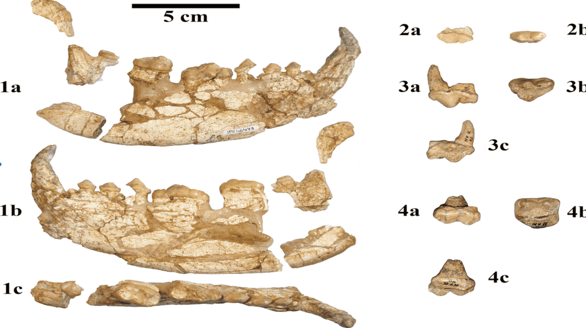 Lower jaw of Kretzoiarctos beatrix.