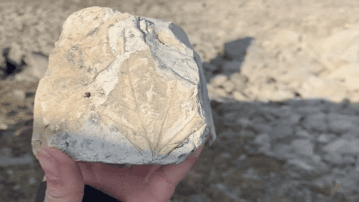 66 Million Year Old ‘Mother Lode’ of Fossils Discovered in Canada