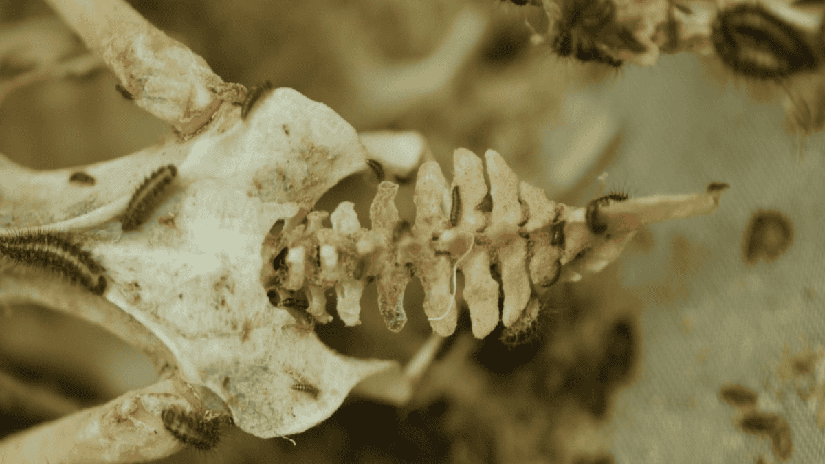 Dermestids and an almost fully cleaned skeleton.