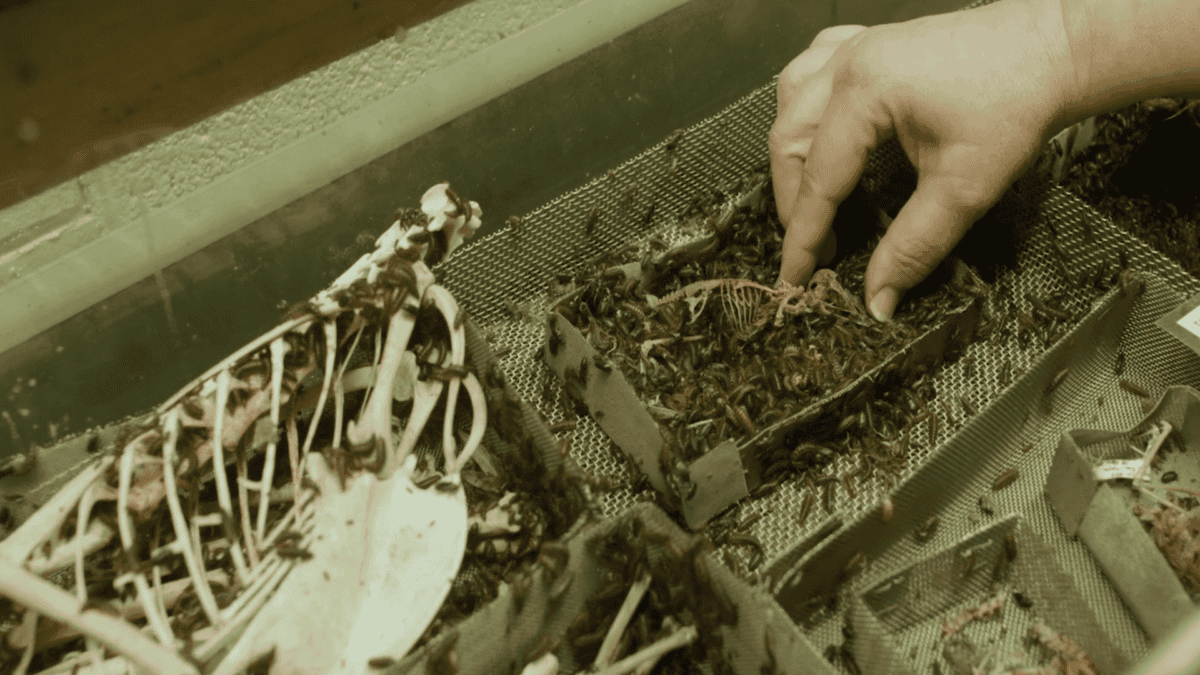 Museum employee places a specimen in with the dermestids.