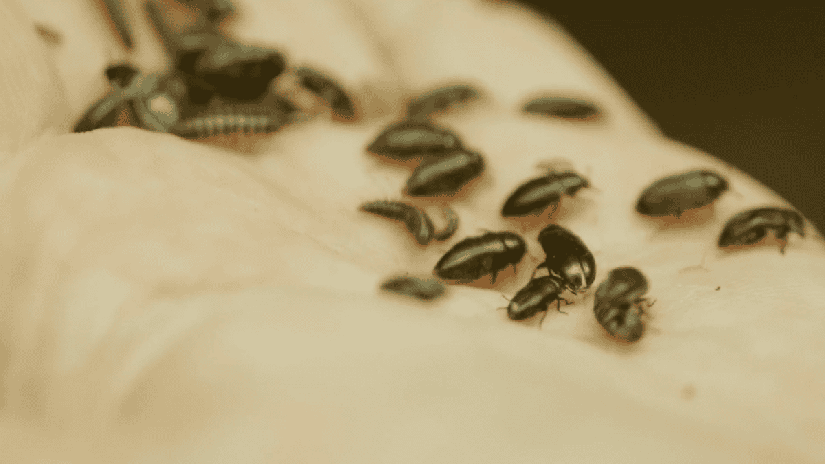 Hand holding dermestid beetles.