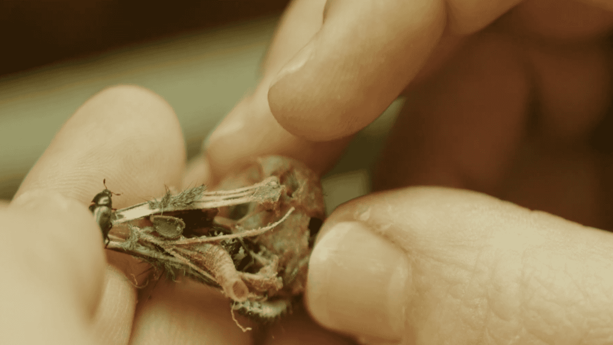 Hands holding a bird skull with dermestid beetles.