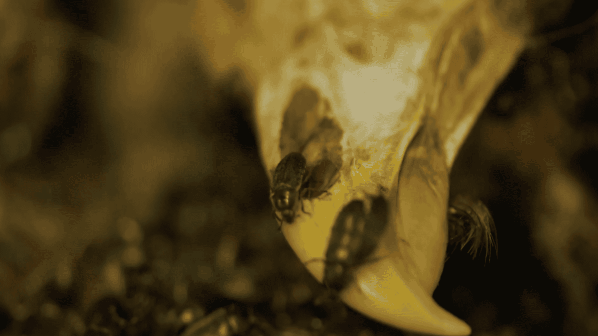 Dermestids at the tip of a bird beak.