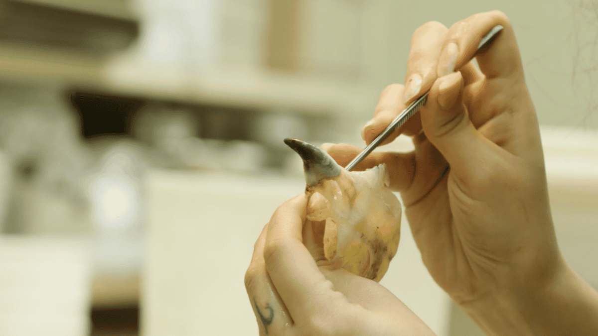 Museum employee finishing preparations on the bird skeleton.
