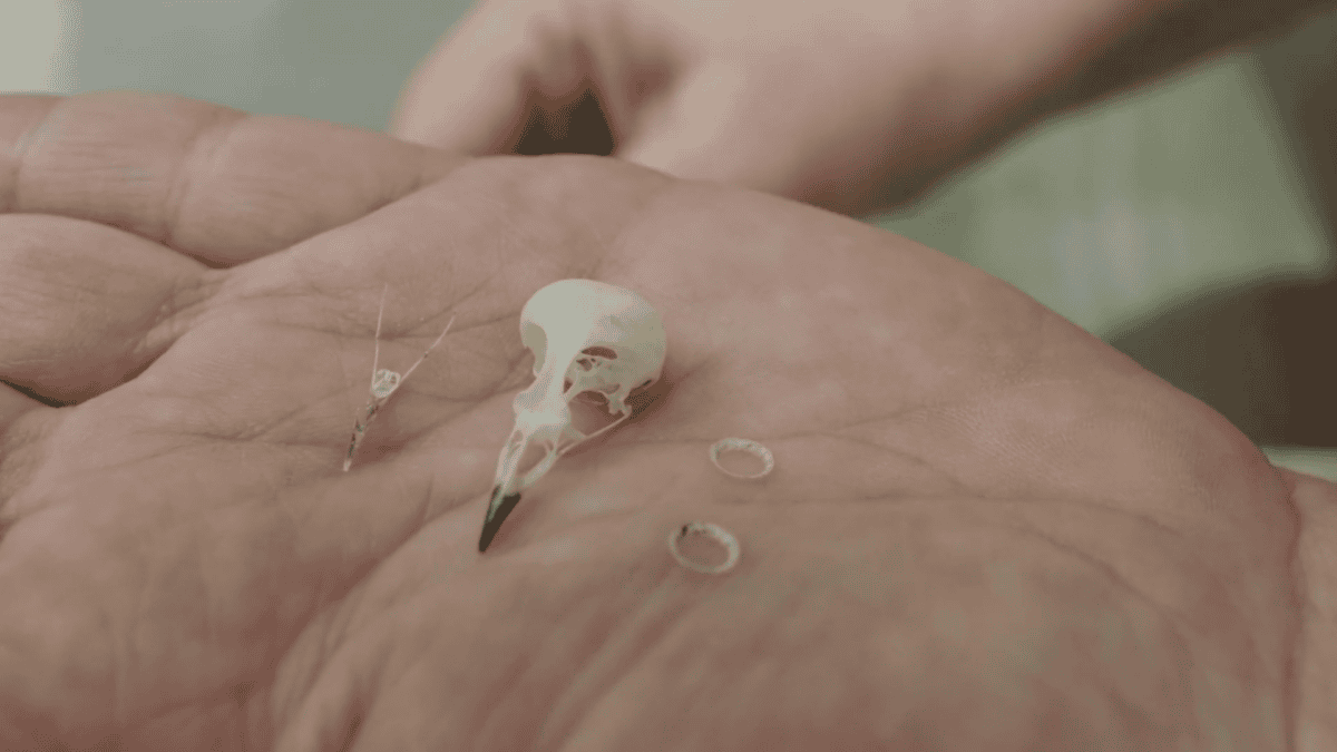 Hand holding a completely cleaned bird skull.
