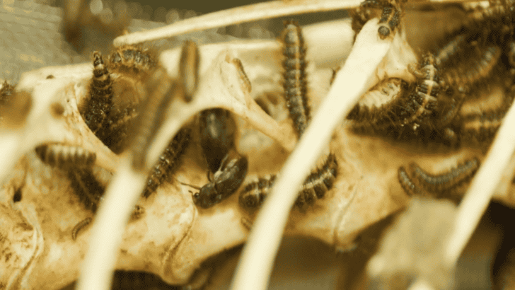 The Beetle That Solves Crimes And Works In Museums